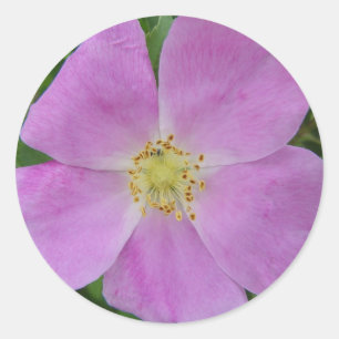 F11 Prairie Wild Rose "Rosa arkansana" Classic Round Sticker