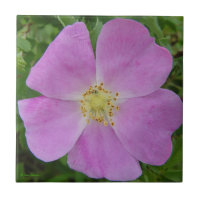 F11 Prairie Wild Rose "Rosa arkansana"