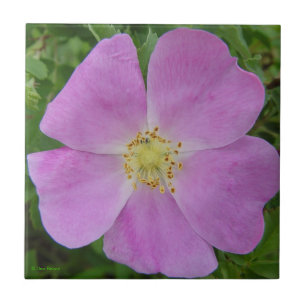 F11 Prairie Wild Rose "Rosa arkansana" Tile