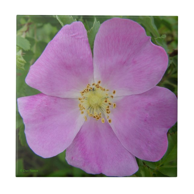 F11 Prairie Wild Rose "Rosa arkansana" Tile (Front)