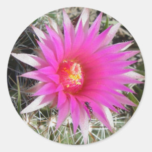 F12 Ball Cactus "Escobaria vivipara" Classic Round Sticker