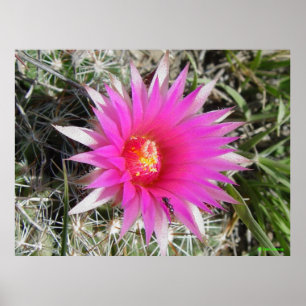 F12 Ball Cactus "Escobaria vivipara" Poster