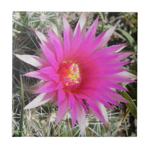 F12 Ball Cactus "Escobaria vivipara" Tile