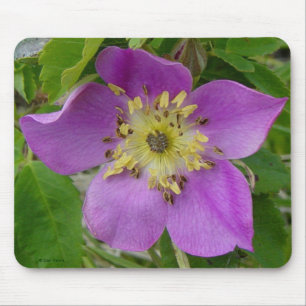 F13 Prickly Rose Alberta Wild Rose Mouse Mat