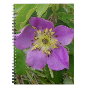 F13 Wild Rose Alberta Wild Rose Notebook