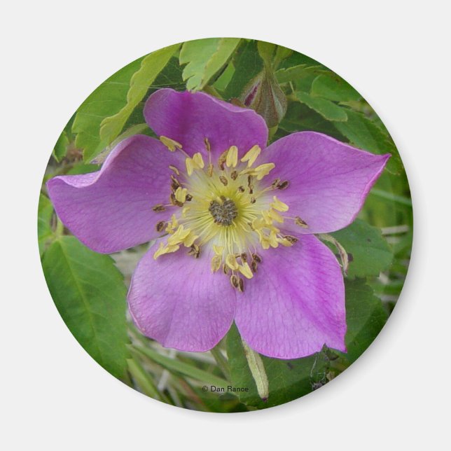 F13 Wild Rose Alberta Wild Rose Prickly Rose Magnet (Front)