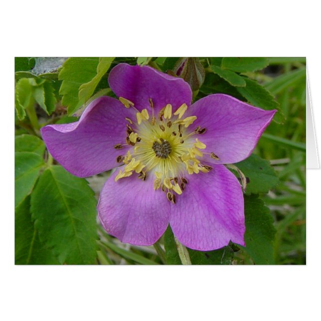 F13 Wild Rose Prickly Rose (Front Horizontal)