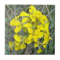 F14 Yellow Wildflowers