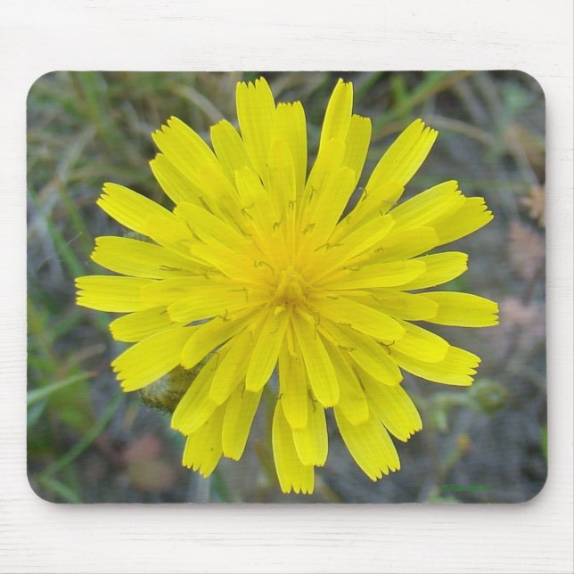 F16 Yellow Wildflower King Devil Mouse Mat (Front)
