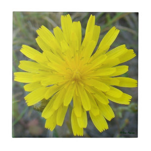 F16 Yellow Wildflower King Devil Tile