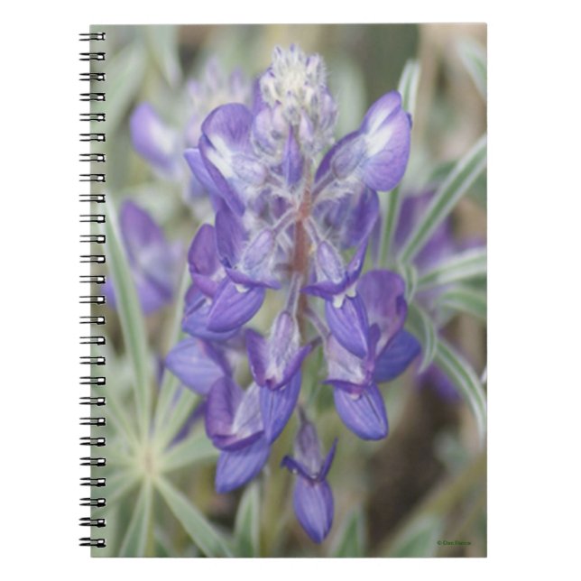 F18 Purple Wildflowers Annual Lupine Notebook (Front)
