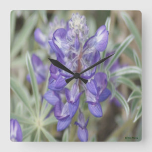 F18 Purple Wildflowers Annual Lupine Square Wall Clock