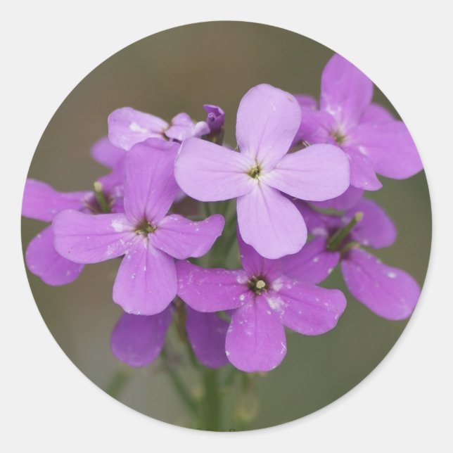 F19 Purple Wildflowers Dames Rocket Classic Round Sticker (Front)