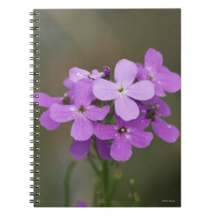 F19 Purple Wildflowers Dames Rocket Notebook