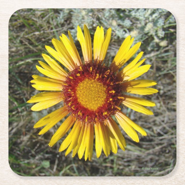 F1 Yellow Wildflower (Gaillardia aristata) Square Paper Coaster (Front)