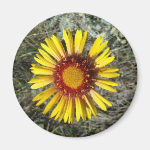 F1 Yellow Wildflower Gaillardia Magnet