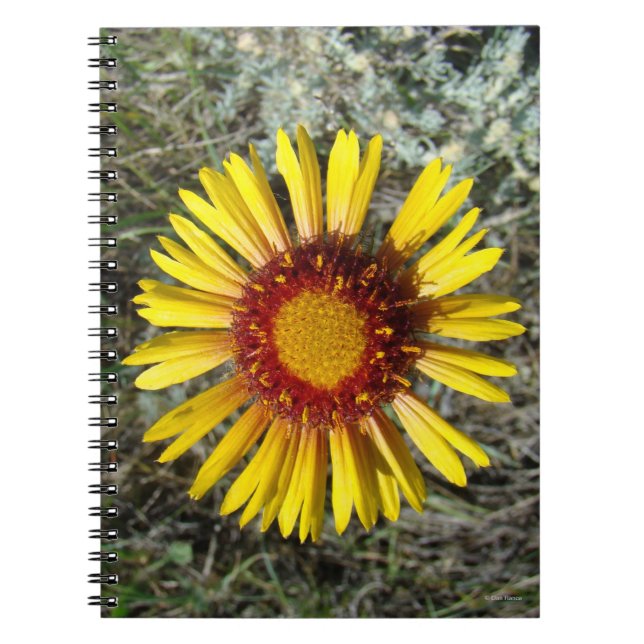 F1 Yellow Wildflower Gaillardia Notebook (Front)