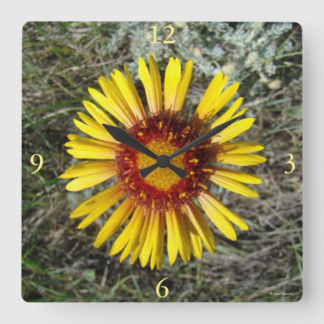F1 Yellow Wildflower Gaillardia Square Wall Clock (Front)