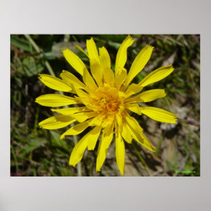 F21 Yellow Wildflower Narrow-leaved Hawks-beard Poster