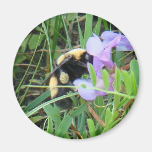 F2 Bee on Purple Wildflower Magnet