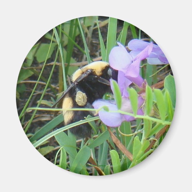 F2 Bee on Purple Wildflower Magnet (Front)