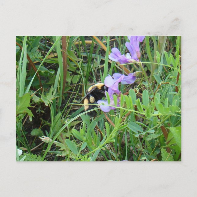F2 Bee on Purple Wildflowers Postcard (Front)