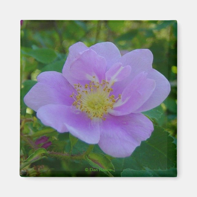 F37 Wild Rose Magnet (Front)
