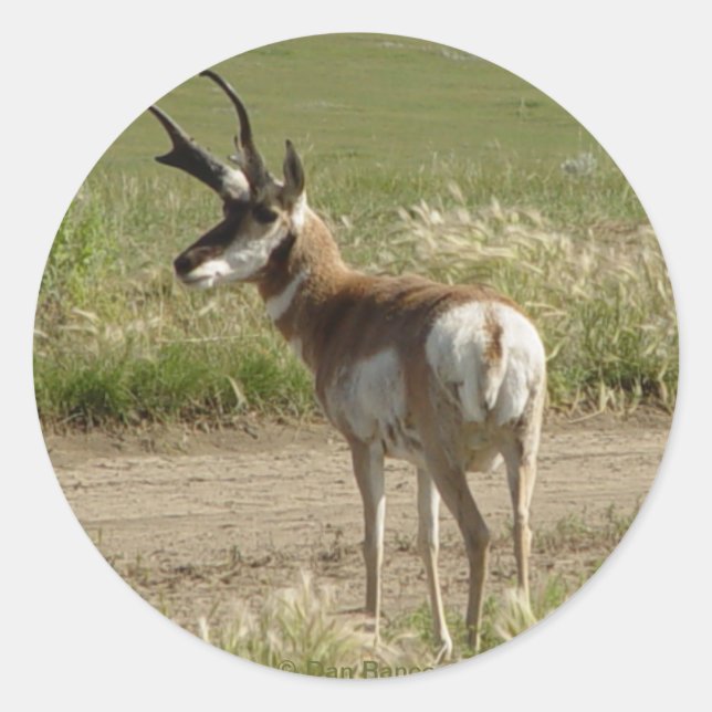 F39 Pronghorn Antelope Buck Classic Round Sticker (Front)