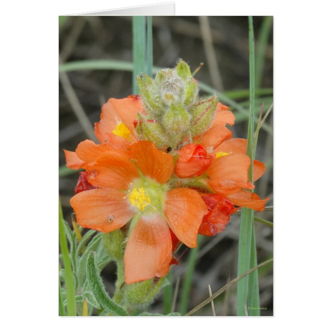 F40 Orange Wildflowers Scarlet Mallow (Front)