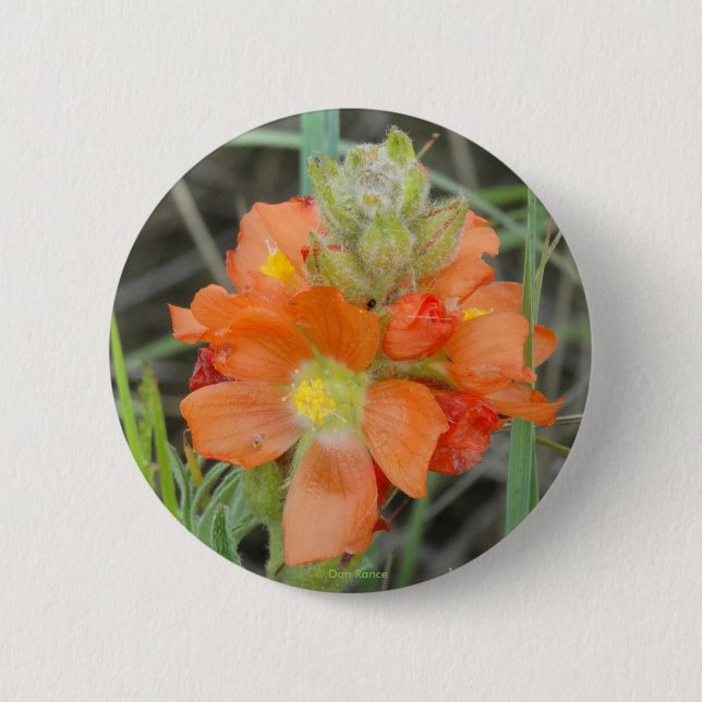F40 Orange Wildflowers Scarlet Mallow 6 Cm Round Badge (Front)