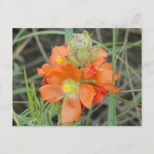 F40 Orange Wildflowers Scarlet Mallow Postcard