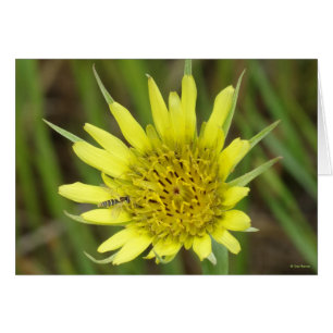 F41 Yellow Wildflower Goats-beard