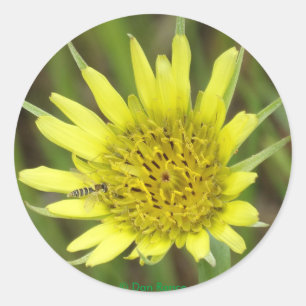 F41 Yellow Wildflower Goats-beard Classic Round Sticker