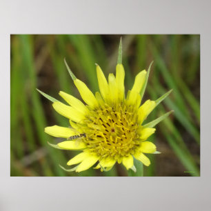 F41 Yellow Wildflower Goats-beard Poster