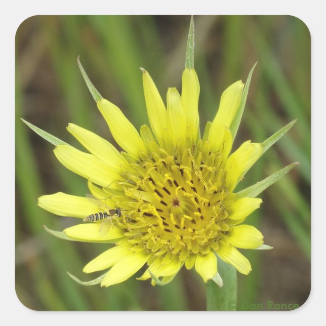 F41 Yellow Wildflower Goats-beard Square Sticker (Front)