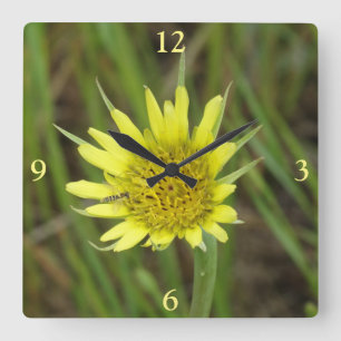 F41 Yellow Wildflower Goats Beard Square Wall Clock