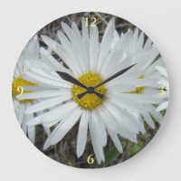 F42 White Wildflowers Smooth Aster