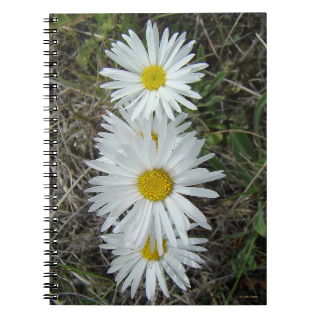 F42 White Wildflowers Smooth Aster Notebook (Front)