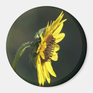 F43 Yellow Wildflower Black-eyed Susan Magnet