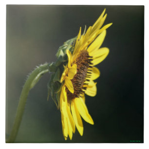 F43 Yellow Wildflower Black-eyed Susan Tile