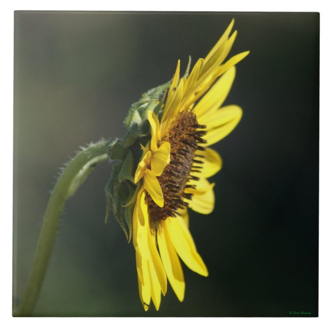 F43 Yellow Wildflower Black-eyed Susan Tile (Front)