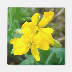 F44 Yellow Wildflowers Wild Mustard Magnet