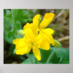 F44 Yellow Wildflowers Wild Mustard Poster