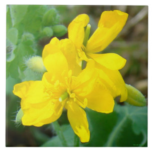 F44 Yellow Wildflowers Wild Mustard Tile
