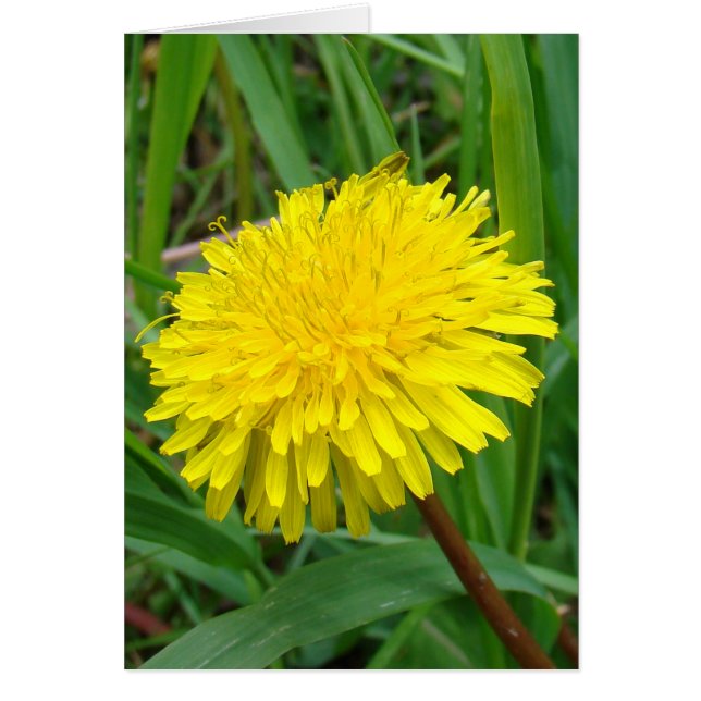 F45 Dandelion "Taraxacum officinale" (Front)