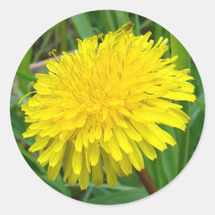 F45 Dandelion "Taraxacum officinale" Classic Round Sticker