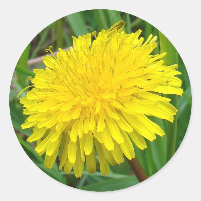 F45 Dandelion "Taraxacum officinale" Classic Round Sticker (Front)