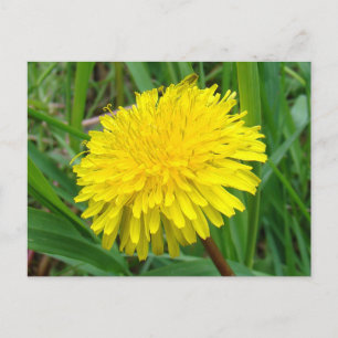 F45 Dandelion "Taraxacum officinale" Postcard