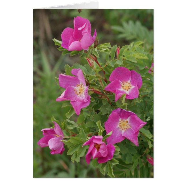 F46 Wild Roses (Front)