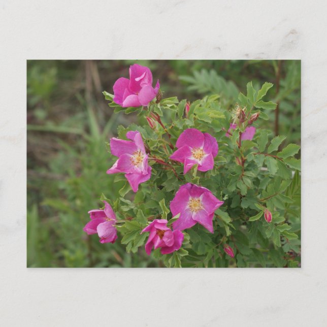 F46 Wild Roses Postcard (Front)